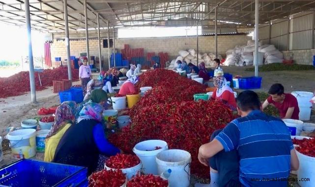 Kahramanmaraş’ta 50 bin ton yaş biberden 12 bin 500 ton pul biber bekleniyor