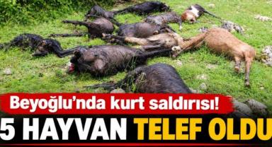 Kahramanmaraş’ta kurt saldırısı: 5 hayvan telef oldu 
