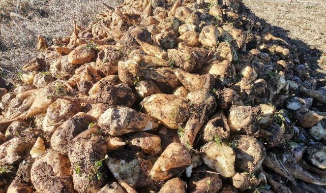 Kahramanmaraş’ta şeker pancarı hasadı başladı