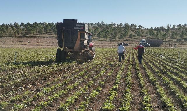 Kahramanmaraş’ta şeker pancarı hasadı başladı