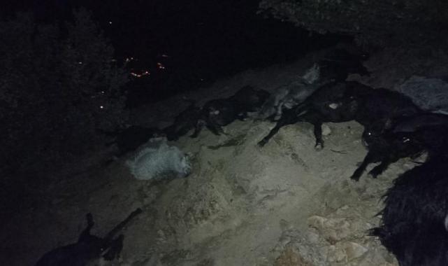 Kahramanmaraş’ta yıldırım düştü: 20 keçi telef oldu 